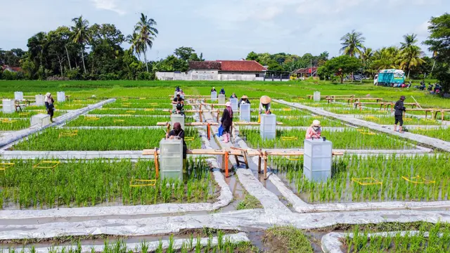 Banyuwangi Kembangkan Ekosistem Industrialisasi Beras Biofortifikasi (Istimewa)