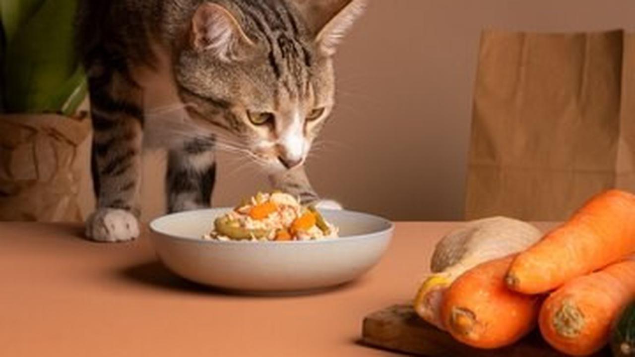 Kucing Makan