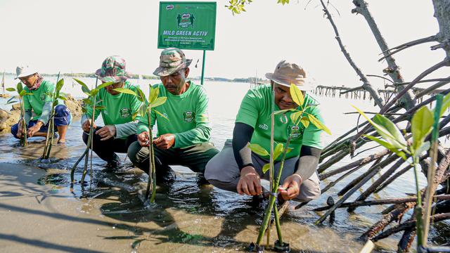 Tanam Mangrove.