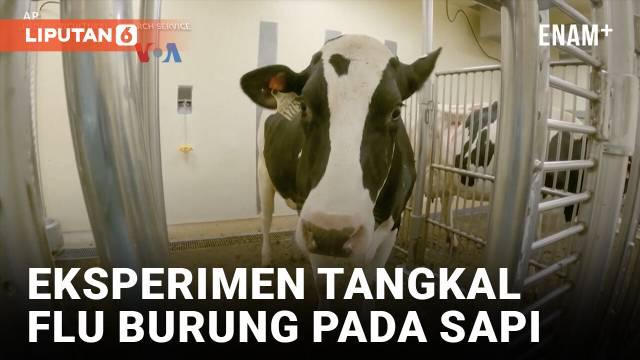 Puluhan peternakan sapi perah di belasan negara bagian AS sejak April melaporkan kasus flu burung, bahkan 4 pekerja peternakan sapi sempat terinfeksi. Peneliti terus memantau penularan antar-spesies ini, dan memanfaatkan teknologi melawan Covid untuk...