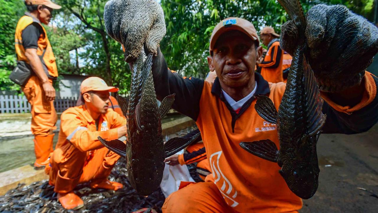 FOTO: Operasi  Penangkapan  Ikan Sapu Sapu di Setu Babakan Capai Lebih dari Tiga Ton