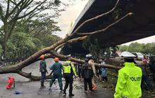 BPBD Bandung Tangani 33 Pohon Tumbang Akibat Hujan dan Angin Kencang, Satu Korban Jiwa