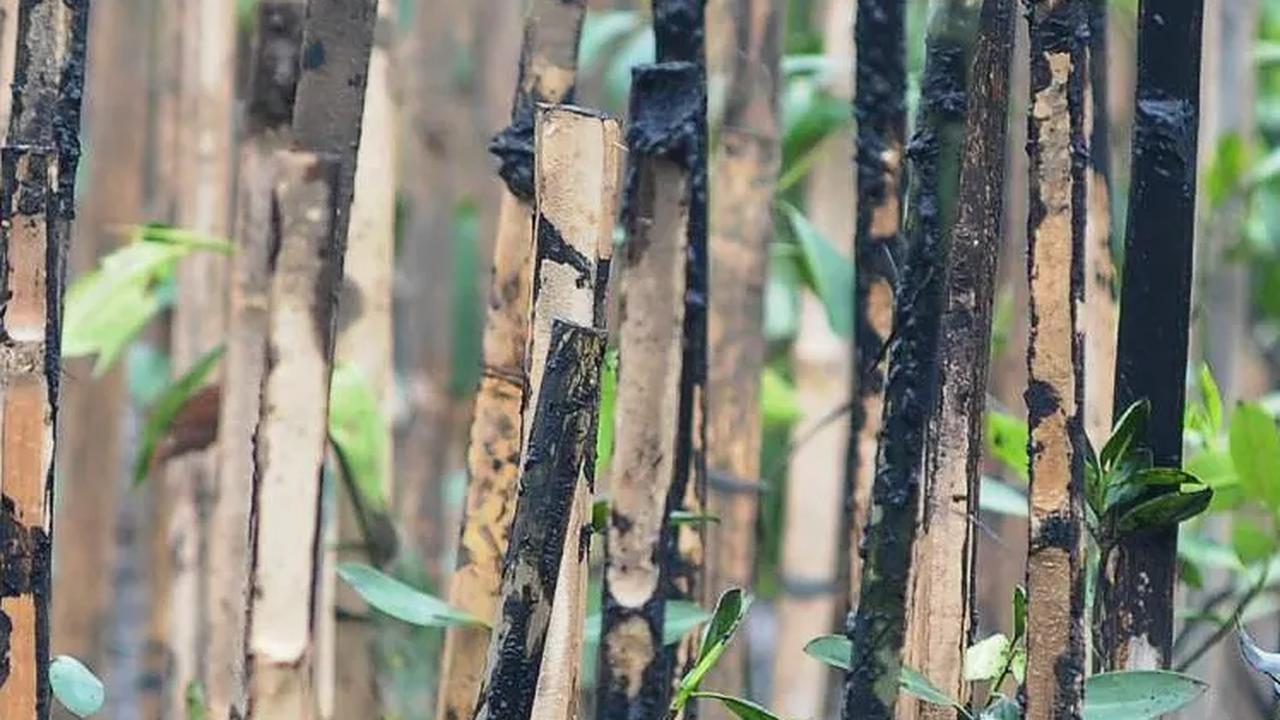 Tanaman mangrove ini juga telah berhasil mengurangi emisi karbon sebesar 3.800 Ton CO2 per tahun.<br>