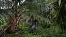 Seorang pekerja sedang menebang pohon di perkebunan kelapa sawit di Sampoiniet, provinsi Aceh (7/3/2021). Kelapa sawit merupakan tanaman perkebunan yang memiliki produksi terbesar di Kabupaten Aceh. (AFP Photo/Chaideer Mahyuddin)