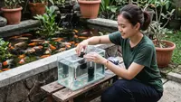 Cara Membuat Tempat Karantina Ikan Koki Anakan, Rahasia Burayak Sehat Siap Kontes