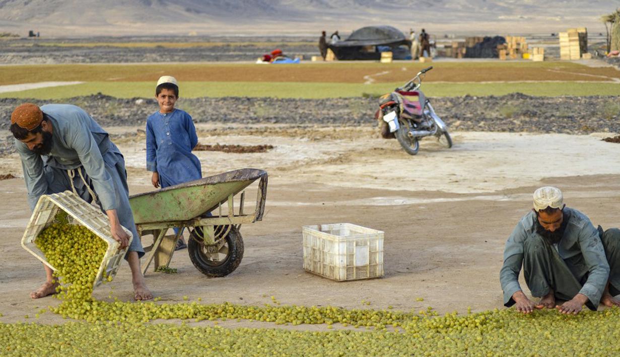 Petani meletakkan anggur ke tanah untuk dikeringkan saat membuat kismis di Kandahar, Afghanistan, 6 September 2021. (JAVED TANVEER/AFP)