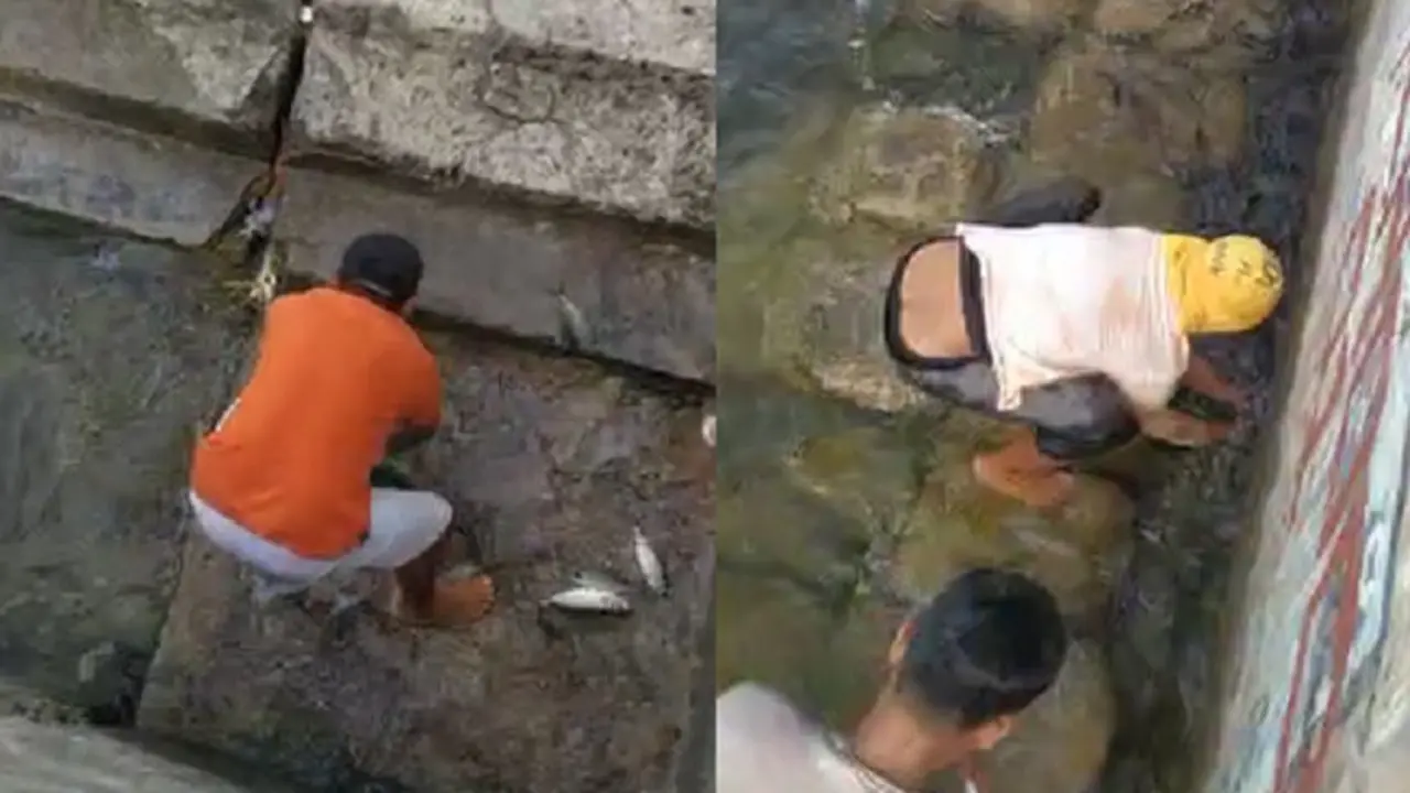 Ikan Naik ke Permukaan