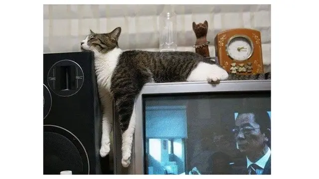 Pose Menggemaskan Kucing Saat Tidur Nyenyak Ini Kocak Banget