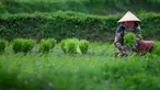 Aktivitas petani saat mencabut bibit padi di sebuah sawah di Japakeh dekat Banda Aceh pada Selasa 14 Januari 2025. (CHAIDEER MAHYUDDIN/AFP)