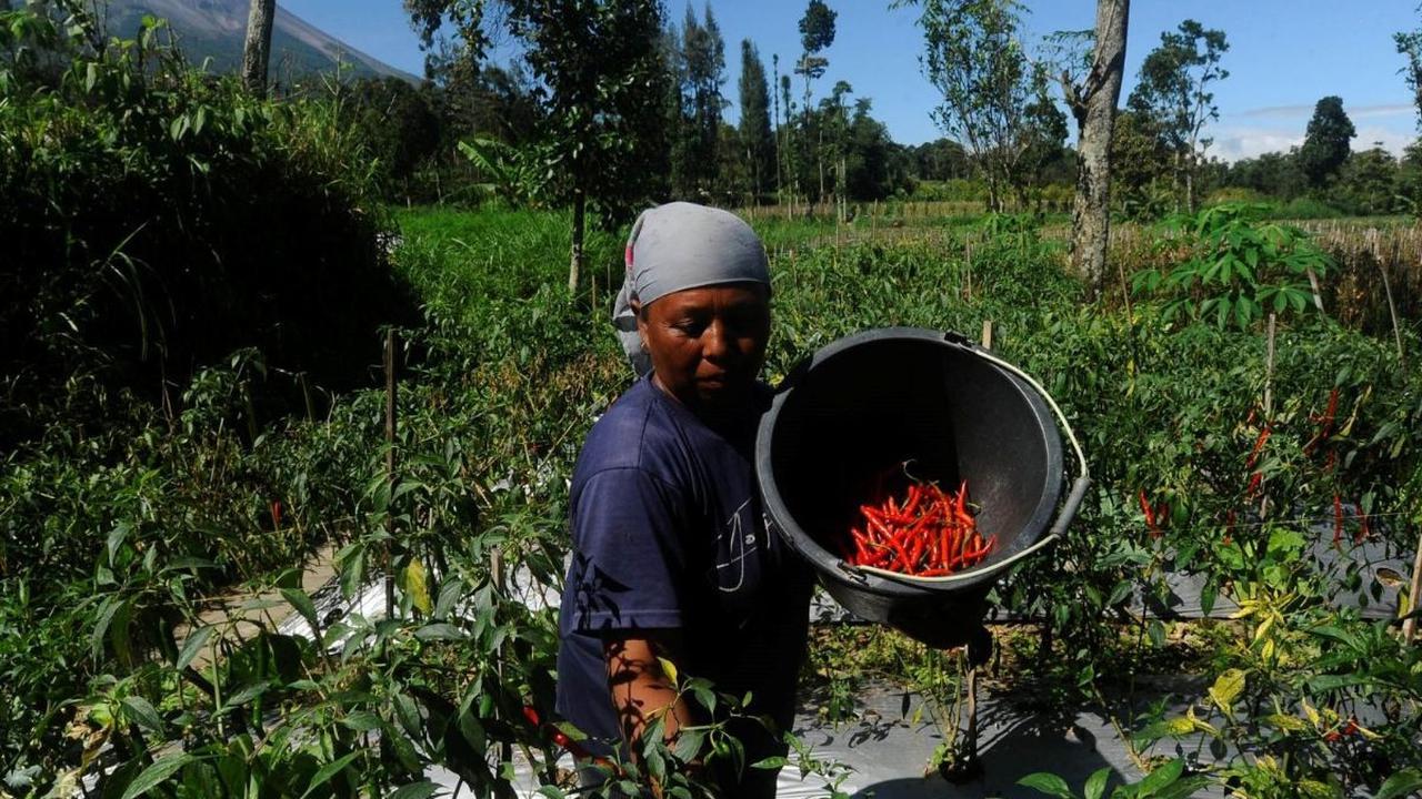 Harga cabai merah di tingkat petani mengalami penurunan signifikan dari Rp 70 ribu per kilogram menjadi Rp 40 ribu per kilogram. Foto: merdeka.com / Arie Basuki<br>