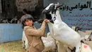 Seorang anak memegang kaki depan kambing di pasar ternak di Sanaa, Yaman, Rabu (14/7/2021). Orang-orang membeli perbekalan untuk persiapan perayaan Idul Adha. (MOHAMMED HUWAIS/AFP)