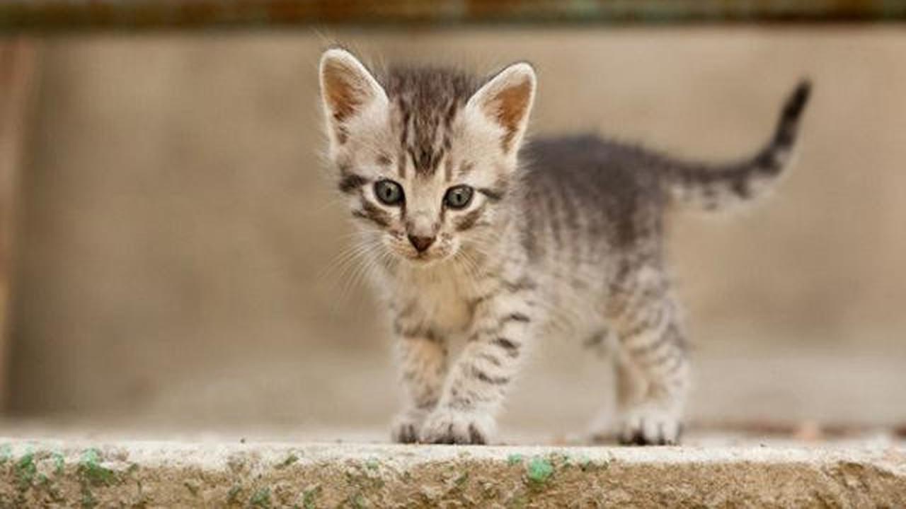 11 Tips Mengusir Anak Kucing Tanpa Menyakiti, Dijamin Nurut dan Enggak Akan Kembali