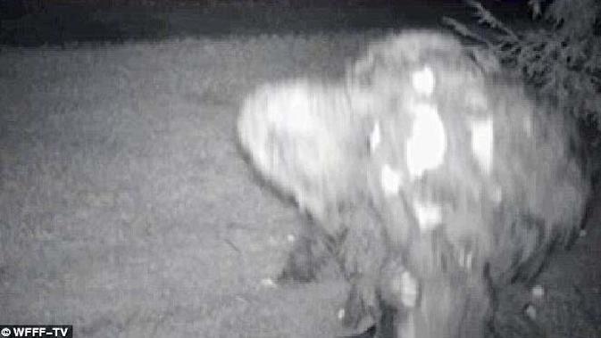 58+ Foto Penampakan Yeti Dan Bigfoot Terbaru