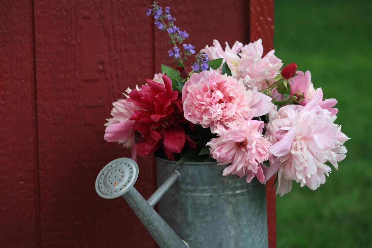 Peoni (Peony)