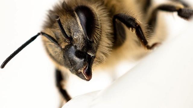 Ilustrasi lebah hasilkan propolis | Pixabay