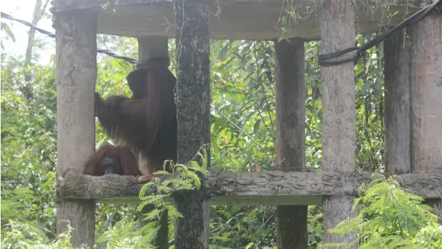 Orangutan Lepas Liar, Populasi Kehje Sewen Jadi 103 Individu
