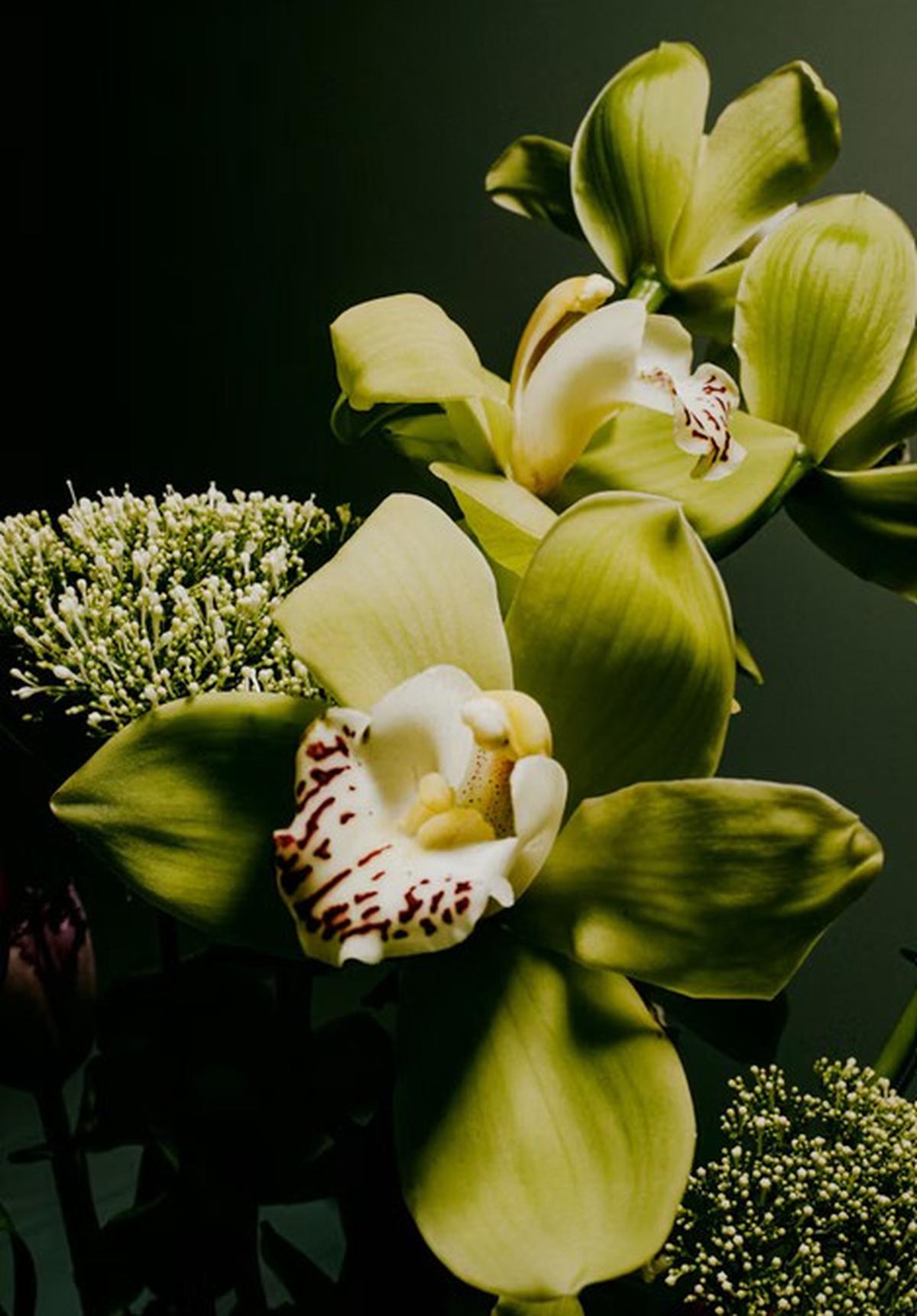 Green Orchid