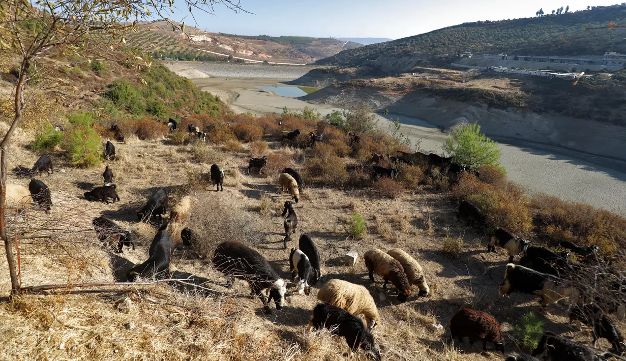 Kawanan kambing berjalan di sekitar bendungan Doueisat (Duwaysat) yang hampir kering di luar kota al-Diriyah di provinsi Idlib, Suriah pada 9 November 2021. Beberapa bagian yang dangkal di sekitarnya kawanan kecil domba merumput di tunas baru dan mencari air yang masih tersisa. (Abdulaziz KETAZ/AFP)