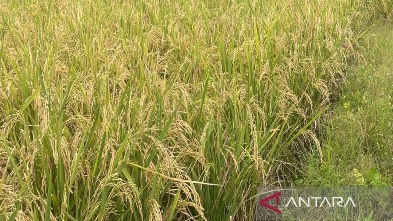 Kuningan Jadi Pusat Gerdal Hama Padi Jabar, Kementan Puji Penerapan PHT
