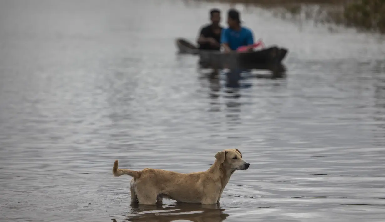 Seekor anjing melihat orang-orang menyeberangi jalan yang banjir dengan sampan yang disebabkan oleh Sungai Wawa Boom setelah lewatnya Badai Iota di Bilwi, Puerto Cabezas, Nikaragua (18/11/2020). (AFP/Inti Ocon)
