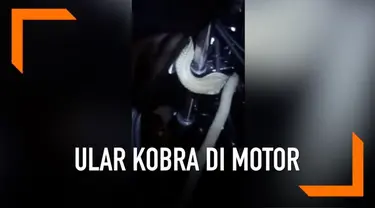 Seorang pria berhasil menangkap ular yang bersembunyi di stang motor dengan tangan kosong.