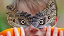 Seorang anak bernama George memegang jeruk untuk memberi makan kupu-kupu Owl di Museum Sejarah Alam di London, Inggris (30/3). Ratusan kupu-kupu tropis dipamerkan dalam acara Sensasional Butterflies. (AP Photo / Frank Augstein)