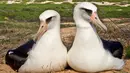 Foto yang diambil pada 26 Januari 2010 sepasang Albatros Laysan berada disarangnya di Hawaii. Christian Gutierrez membunuh Albatros saat ia berkemah bersama temannya saat libur musim dingin. (Lindsay Young / Pacific Rim Conservation via AP)