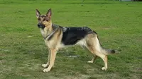 German Shepherd, salah satu jenis anjing yang masuk dalam daftar K-9. (Creative Commons)