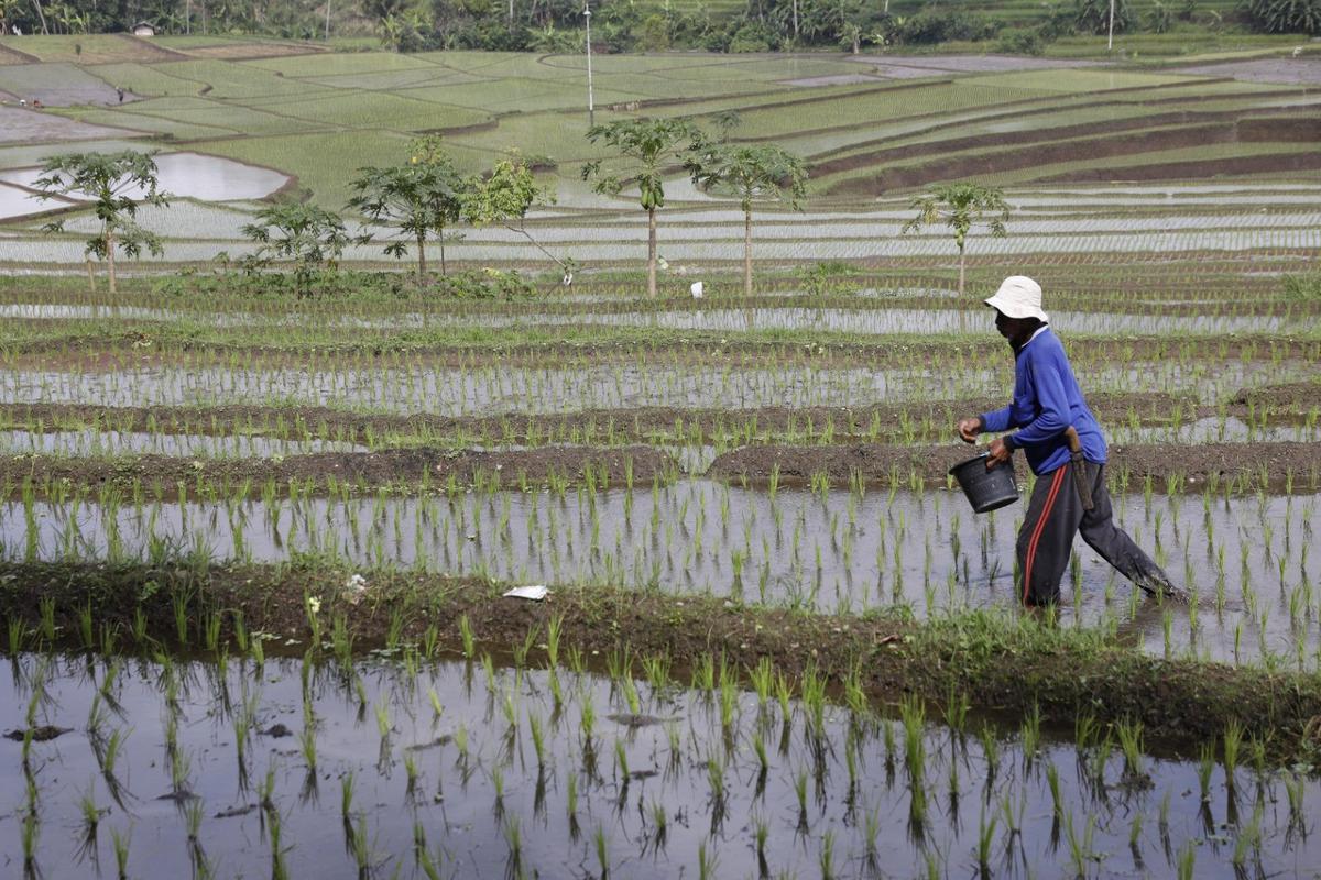 Produksi Beras Nasional hingga Oktober 2025 Lampaui Capaian Tahun Sebelumnya