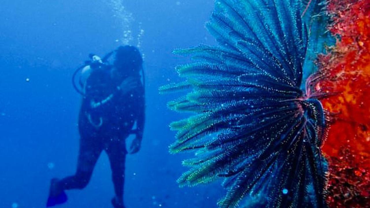 Taman Nasional Bunaken posisi pertama tempat menyelam terbaik di Asia