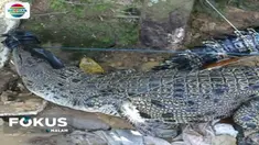 Agar tidak memangsa warga, Boby nekat menangkap buaya berukuran dua meter tersebut.