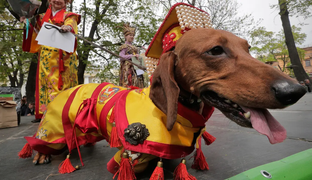 Seekor anjing jenis dachshund berpakaian seperti Raja Tiongkok saat mengikuti Parade Dachshund di St.Petersburg, Rusia, Sabtu (27/5). (AP Photo / Dmitri Lovetsky)