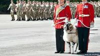 Kolonel dari Resimen Angkatan Darat Inggris, Brigadir Andrew, menganugerahi bintang kehormatan bagi domba yang kini berpangkat Kopral Derby.