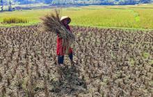 FOTO: Wereng dan Kekeringan Picu Gagal Panen di Jonggol