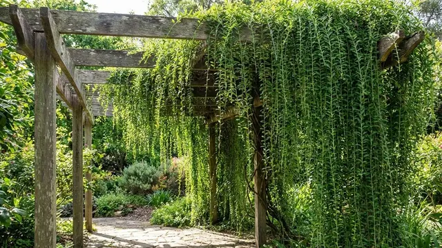 Ilustrasi Curtain Creeper (Lee Kwan Yew) di Pergola/Gemini AI