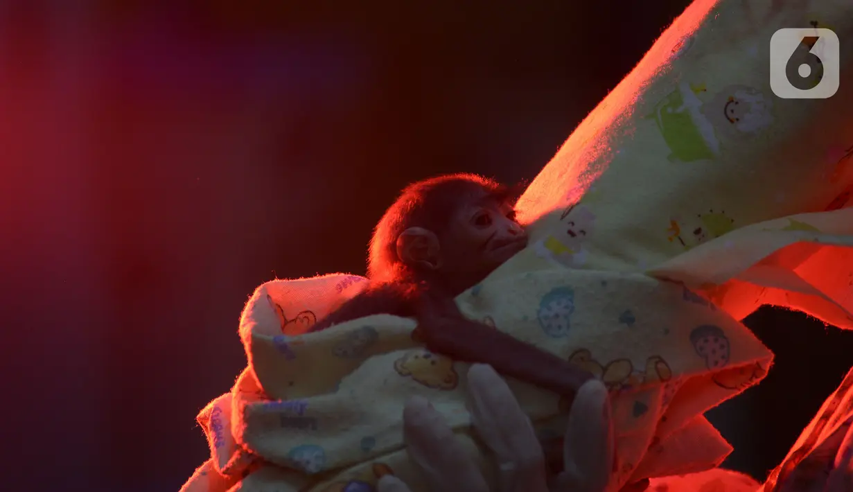 Seekor bayi Owa Jawa bersama dokter hewan di Pusat Rehabilitasi Owa Jawa Taman Nasional Gunung Gede Pangrango, Bodogol, Sukabumi, Jawa Barat, Rabu (10/2/2021). Bayi Owa Jawa ini lahir pada tanggal 3 Februari. (merdeka.com/Imam Buhori)