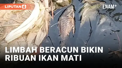 VIDEO: Geger! Ribuan Ikan Mati Mendadak, Diduga Akibat Limbah Beracun