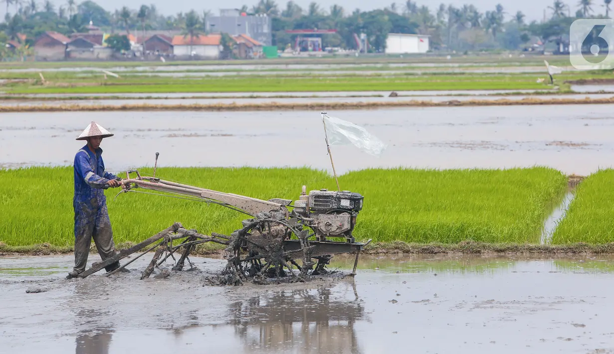 Petani membajak lahan persawahan sebelum ditanami bibit padi di Tangerang Selatan, Jumat (15/10/2020). Lahan pertanian yang terbatas bisa menjadi sektor strategis baru bagi masyarakat Tangsel dalam menghadapi situasi pandemi Covid-19. (Liputan6.com/Fery Pradolo)