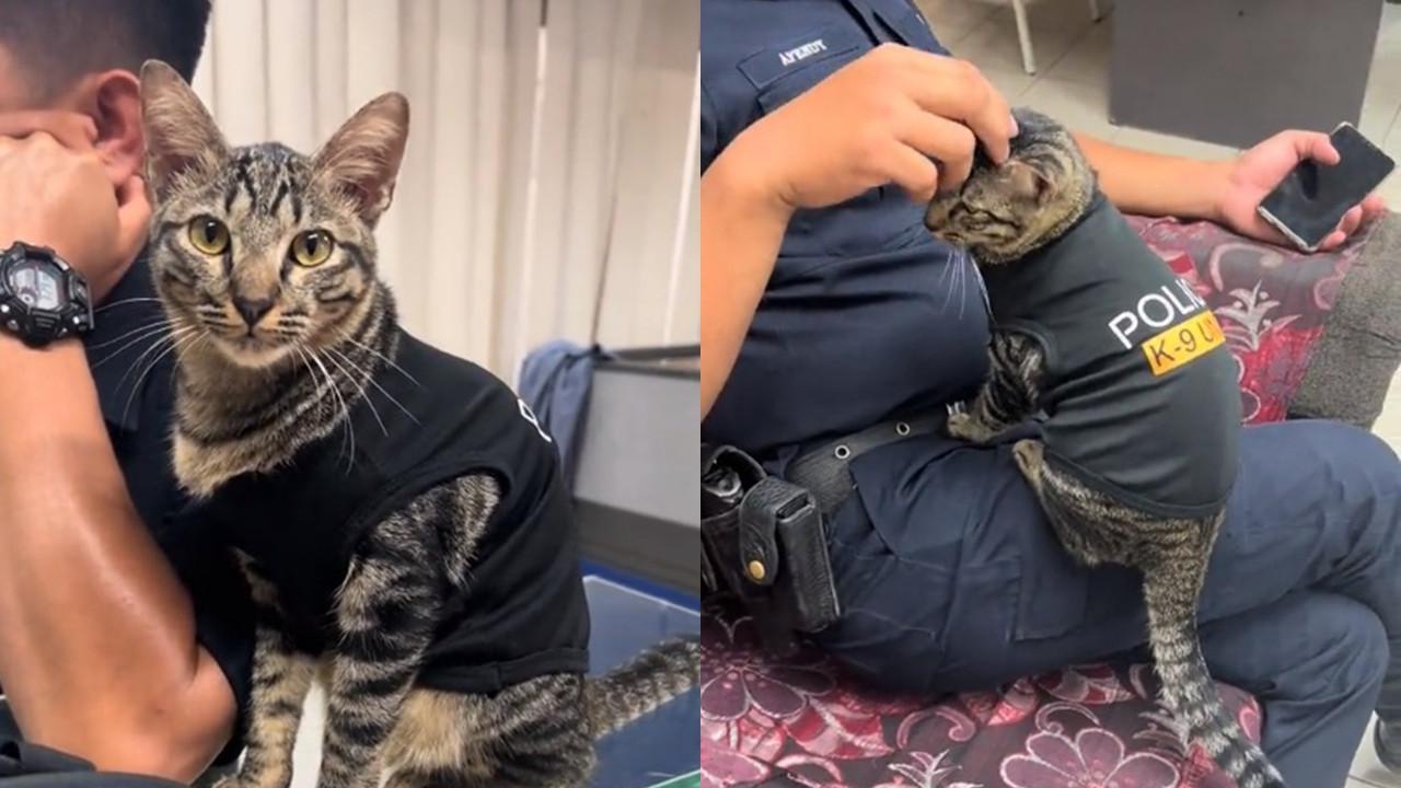 Bukan Anjing, Kucing Ini Jadi Anggota K-9 Polisi yang Malah Bikin Gemas