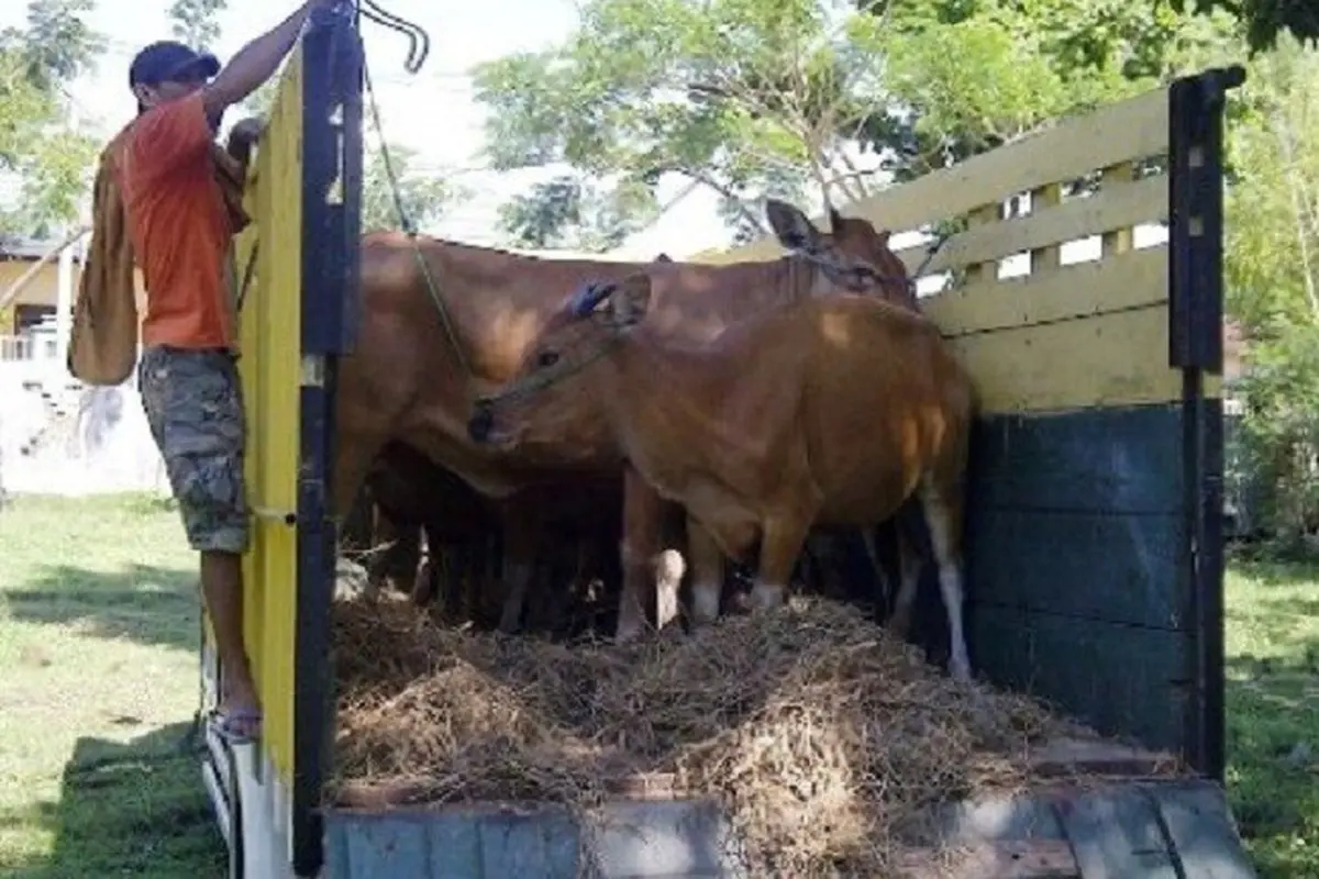 19 Sapi Betina Tak Bertuan Diamankan Sebelum ke Kalimantan