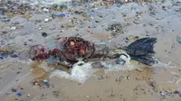 Sesosok mayat membusuk ditemukan di tepi pantai. Namun, mayat ini tidak memiliki kaki melainkan sirip. Putri duyungkah?