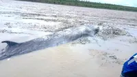 Warga Sungai Kong di Kabupaten Ogan Komering Ilir Sumsel menemukan ikan paus sepanjang 7 meter yang terdampar di tepian sungai (Dok. Humas Pemkab Ogan Komering Ilir / Nefri Inge)