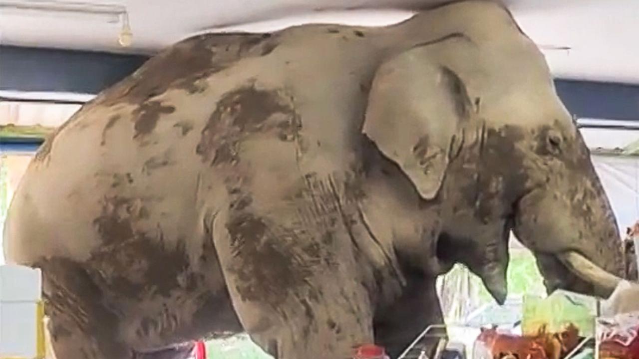 Detik-Detik Gajah Liar Masuk Minimarket di Thailand, Pulang Bawa Sebungkus Makanan Ringan