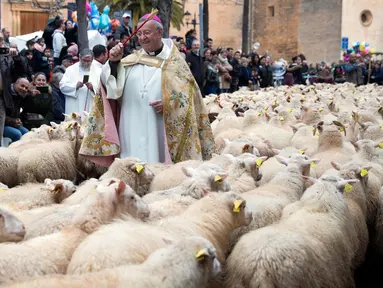 Kawanan domba diberkati selama upacara tradisional 'Beneides' pada peringatan Hari santo Antonius di Muro, pulau Balearic Spanyol, Kamis (17/1). Pada perayaan tahunan itu, para pemilik membawa hewan peliharaan untuk diberkati pastor. (JAIME REINA/AFP)