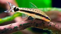 10 Jenis Ikan Air Tawar yang Cocok Dipelihara Bersama Udang, Akuarium Lebih Harmonis