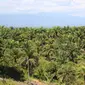 Berdasarkan data Dinas Pertanian dan Perkebunan provinsi itu per tahun 2019, kabupaten dengan Hak Guna Usaha (HGU) kebun kelapa sawit terluas di Aceh, yakni 71,661.53 hektare. (Liputan6.com/ Rino Abonita)