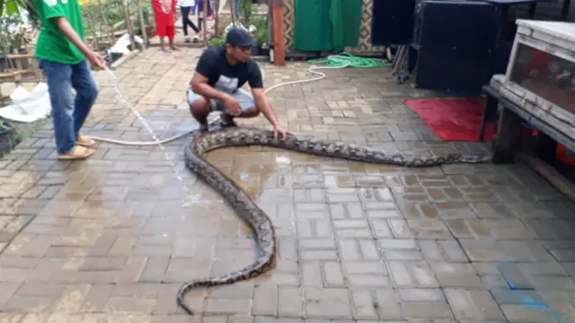 Ular Piton Membentang di Jalan