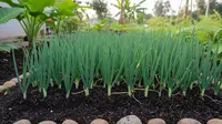 8 Ide Kebun Bawang Daun di Lahan 1×1 Meter, Panen Rutin untuk Masakan Harian