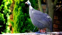 12 Jenis Ayam Hias dengan Bentuk Bulu Paling Unik, Ada yang Mirip Rambut