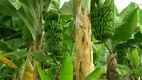 8 Jenis Pohon Pisang di Pekarangan yang Jadi Favorit Tikus dan Menarik Ular Tanpa Sengaja